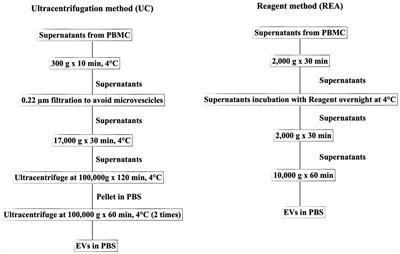 First insight into extracellular vesicle-miRNA characterization in a sheep in vitro model of inflammation